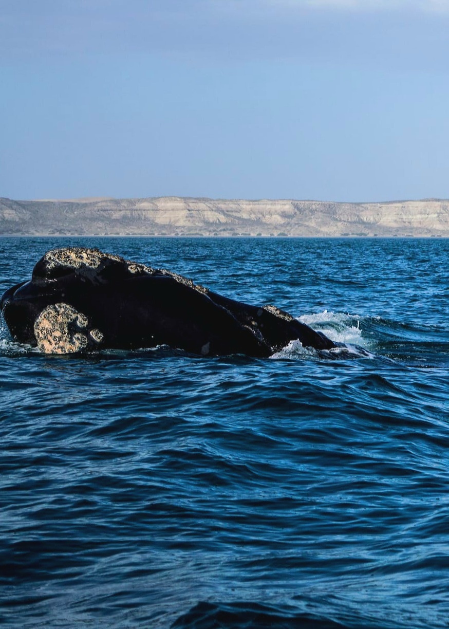 Puerto Madryn 