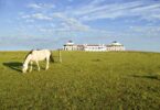 Horse and Estancia