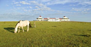 Horse and Estancia