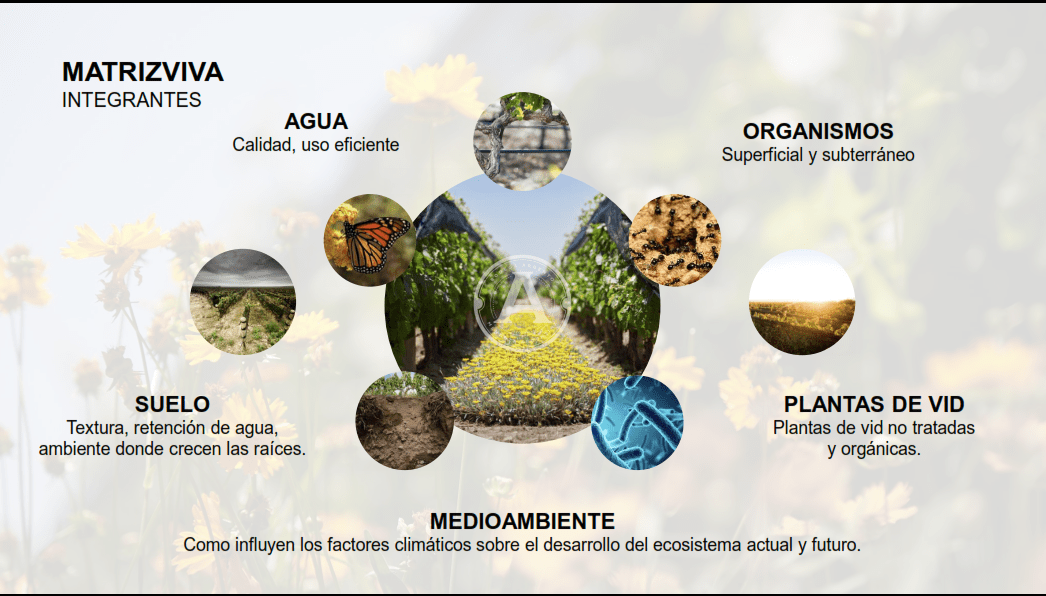 matriz viva integrantes