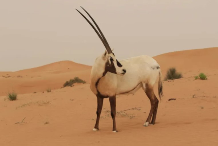 Qatar 2022 oryx