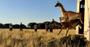 Guanacos