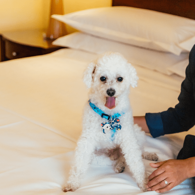 pet friendly Sheraton