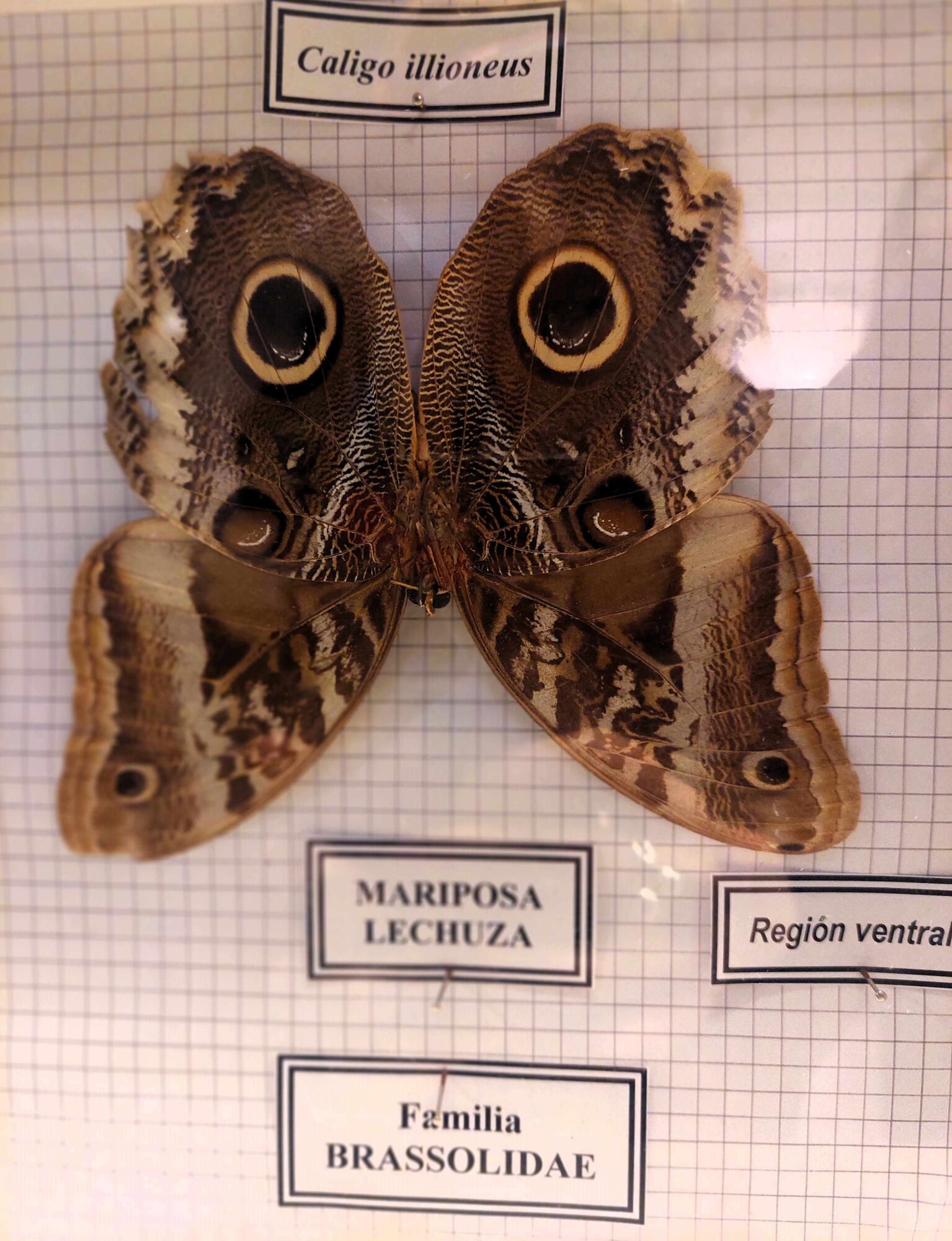 mariposa museo